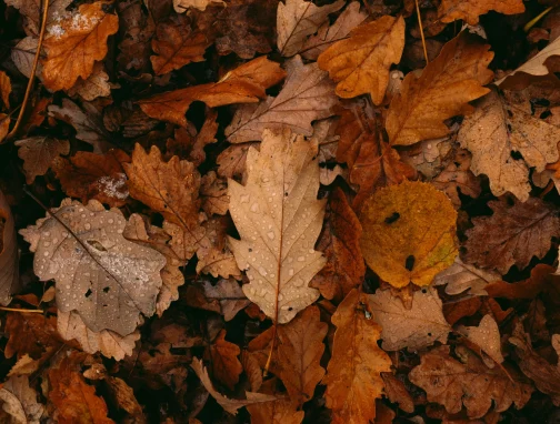 Autumun leaves Autumun leaves